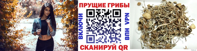 Галлюциногенные грибы Cubensis  Грязи 